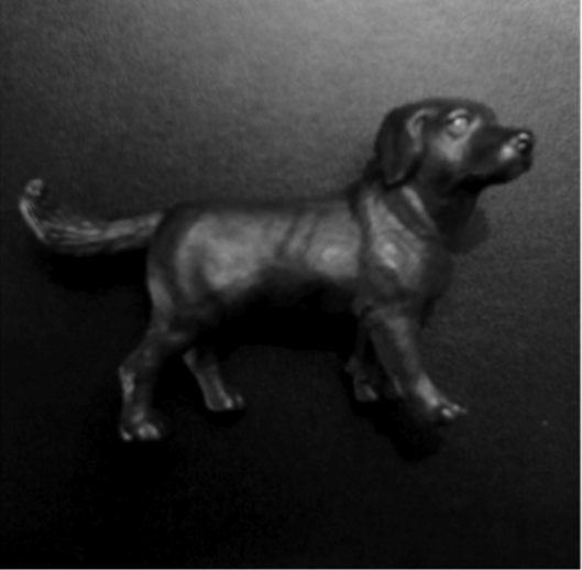 black-labrador-photo black-labrador-photo