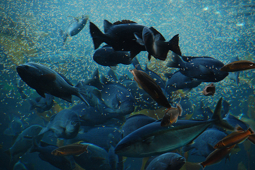 2256993974_9b4317f1ec 'Frenzy' by Amayu, courtesy of Flickr
