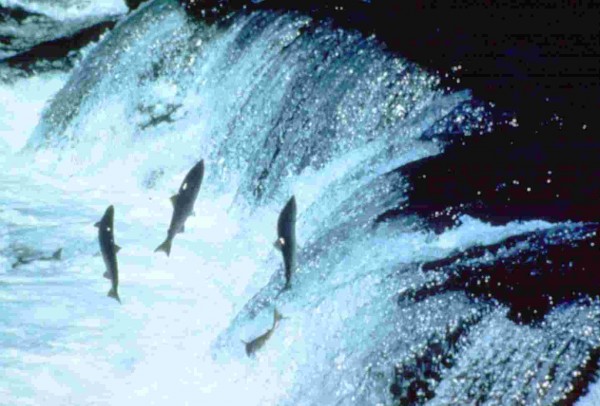 salmon2